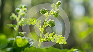 Generative AI Leaves of a young fern closeup with copy space Beautiful fresh fern sprouts in spring woodlands Clos