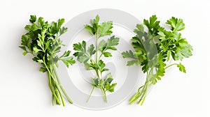 Generative AI Mediterranean herbs and spices: set of fresh, healthy parsley leaves, twigs, and a small bunch isola