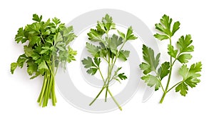 Generative AI Mediterranean herbs and spices: set of fresh, healthy parsley leaves, twigs, and a small bunch isola