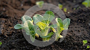 Generative AI Pak choi seedling sprouting in soil Bok choy pok choi or chinese cabbage in soil Organic farming con
