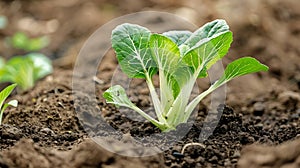 Generative AI Pak choi seedling sprouting in soil Bok choy pok choi or chinese cabbage in soil Organic farming con