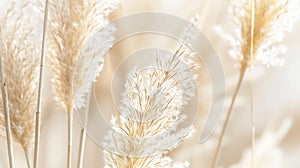 Generative AI Pampas or reed grass close up over neutral pastel tone background minimal aesthetic concept business