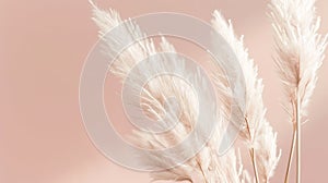 Generative AI Pampas or reed grass close up over neutral pastel tone background minimal aesthetic concept business