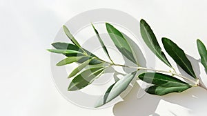 Generative AI Photo of a green olive branch isolated on a white background Olive branch Olive leaves business conc