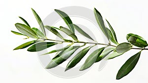 Generative AI Photo of a green olive branch isolated on a white background Olive branch Olive leaves business conc