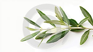 Generative AI Photo of a green olive branch isolated on a white background Olive branch Olive leaves business conc