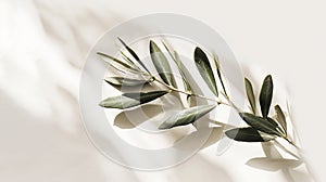 Generative AI Photo of a green olive branch isolated on a white background Olive branch Olive leaves business conc