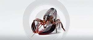 Lobster closeup on isolated white background generative AI