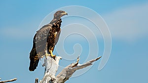 Generative AI Selective focus of caracara plancus with brown plumage and pointed beak sitting on withered tree bra photo