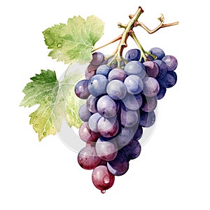 Generative AI watercolor ripe grapes on white background