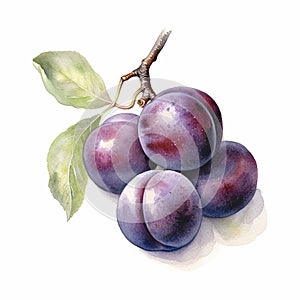 Generative AI watercolor ripe plums on white background