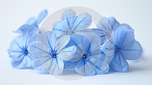 Generative AI White plumbago or Cape leadwort flowers Close up small blue flowers bouquet isolated on white backgr photo