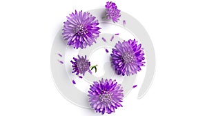 Generative AI Xeranthemum annuum is a flowering plant species also known as annual everlasting or immortelle Compo