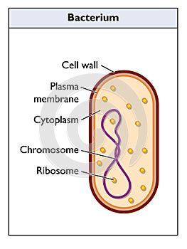 Generic bacterium photo