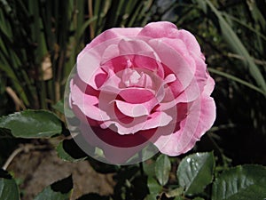 Generic beautiful pink flower in sunny day