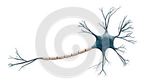 Generic blue neuron cell model isolated on a white background with copy space. Science, neuroscience, biology, microbiology,
