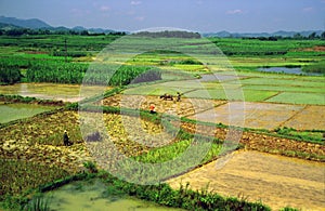 Generic chinese rice fields
