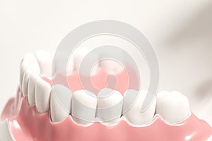 Generic dental human teeth model photo