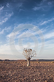 Generic desert scene with blue sky and Quiver Tree