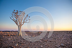 Generic desert scene with Quiver Tree at sunrise