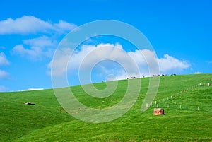 Generic green hilly farmland with dairy cows and blue sky