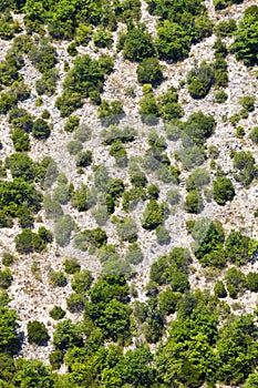 Generic mountain vegetation. Aerial view. Trees and terrain.