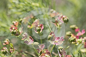 Generic red and green flowers in a meadow