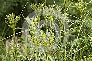 Generic Swamp Grasses With Flowering Plumes