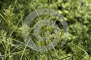 Generic Swamp Grasses With Flowering Plumes