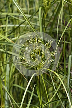 Generic Swamp Grasses With Flowering Plumes