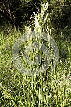 Generic Swamp Grasses With Flowering Plumes