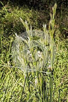 Generic Swamp Grasses With Flowering Plumes