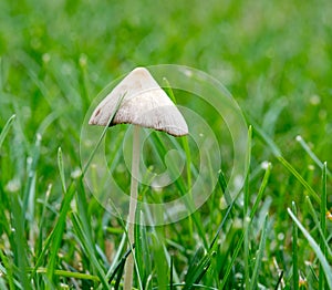 Generic Toadstool Fungus Growing in Grass