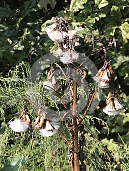 Generic Vegetation Alabama Wildflower Seedheads - Hanging Down Seeds photo