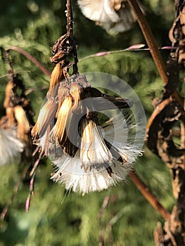 Generic Vegetation Alabama Wildflower Seedheads - Hanging Down Seeds photo