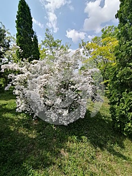 Generic Vegetation-Eutopia Gardens,Mandruloc,Arad County,Romania