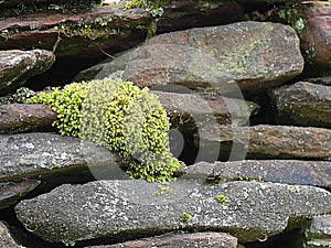 Generic vegetation growing down some rocks