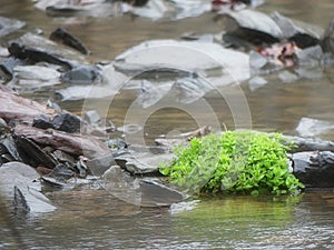 Generic vegetation growing in a gentle stream