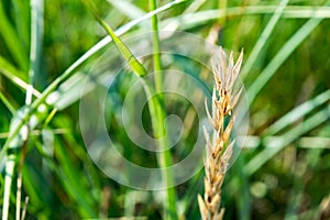 Generic vegetation including a wheat or barley stalk