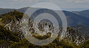 Generic vegetation and outlook along the Mt Hotham Alpine road-Victoria