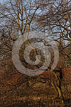 Generic vegetation in Park Slaski in winter