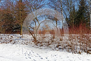 Generic vegetation in Park Slaski in winter