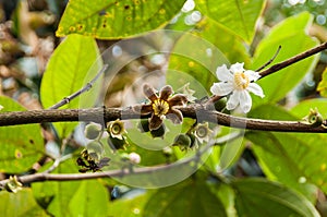 Wild tree bellucia axinanthera