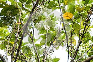 Wild tree bellucia axinanthera