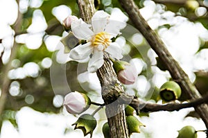 Wild tree bellucia axinanthera