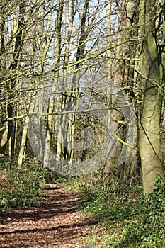 Generic woodland footpath view sunny spring day