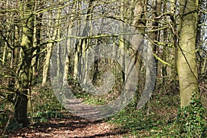 Generic woodland footpath view sunny spring day