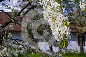 generous blossom of old sweet cherry tree, small white flower and bud on thin twigs, blurred blue front wall