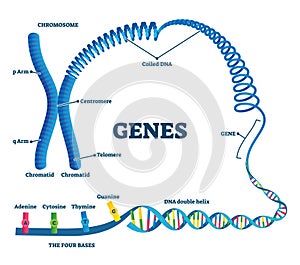 Genes vector illustration. Educational labeled structure example scheme. photo