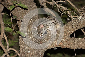 Genet